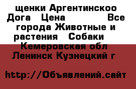 щенки Аргентинскоо Дога › Цена ­ 25 000 - Все города Животные и растения » Собаки   . Кемеровская обл.,Ленинск-Кузнецкий г.